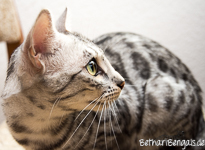 Bengal silber rosetted